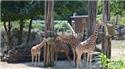 Veranstaltungsbild Mit Oma und Opa in den Zoo Osnabrück